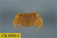 藏品(平背蜞)的圖片